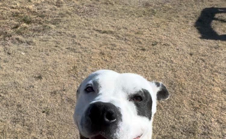 FOR ADOPTION IN FLOYDADA: SPIKE