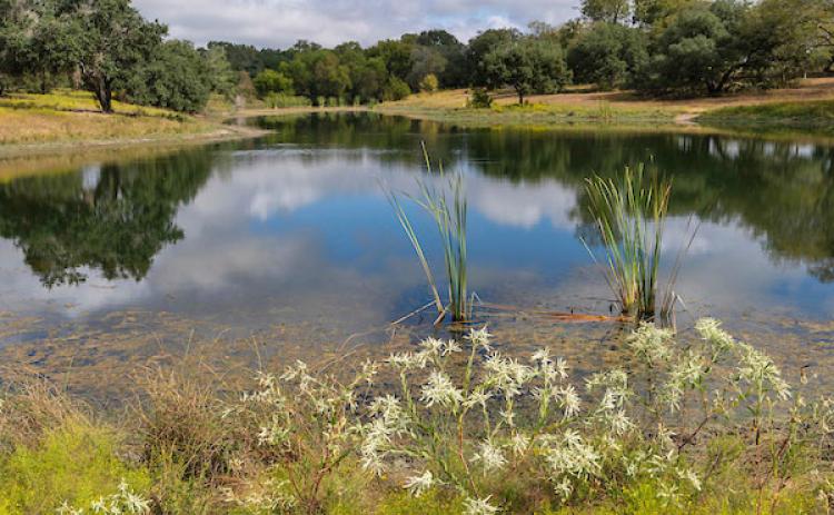 AG WEBINAR The Texas A&amp;M AgriLife Extension Service will host a webinar on May 20, focusing on the latest research assessing traditional agricultural lime versus commercially available liquid lime products for buffering and clearing ponds. | MICHAEL MILLER/ TEXAS A&amp;M AGRILIFE