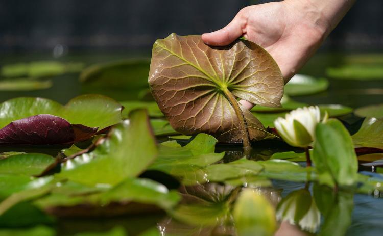 JULY 21 WEBINAR The Texas A&amp;M AgriLife Extension Service will present the webinar “ID and Management of Common Aquatic Vegetation”on July 21 from 6-7:30 p.m. | LAURA McKENZIE,TEXAS A&amp;M AGRLIFE PHOTO