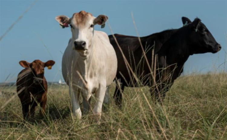 SUSTAINABILITY Texas A&amp;M AgriLife is working with cattle producers to improve efficiency and reduce inputs on grazing land, helping sustain beef stocker operations. (Michael Miller/Texas A&amp;M AgriLife)