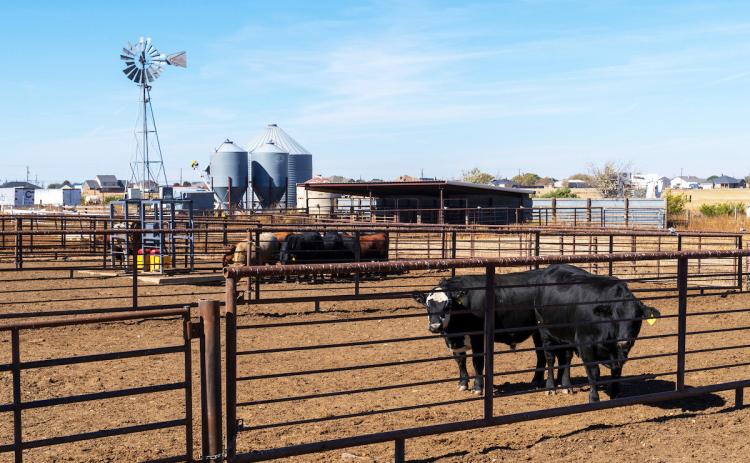 PREPARE NOW Livestock producers need to begin planning and preparing now as the New World screwworm moves closer to the Texas-Mexico border. | MICHAEL MILLER, TEXAS A&amp;M AGRILIFE PHOTO