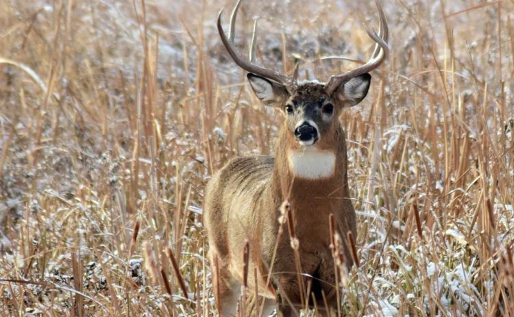DEER SEASON Texas Parks and Wildlife Department predicts white-tailed deer hunting to be good for 2026-27. | TPWD PHOTO
