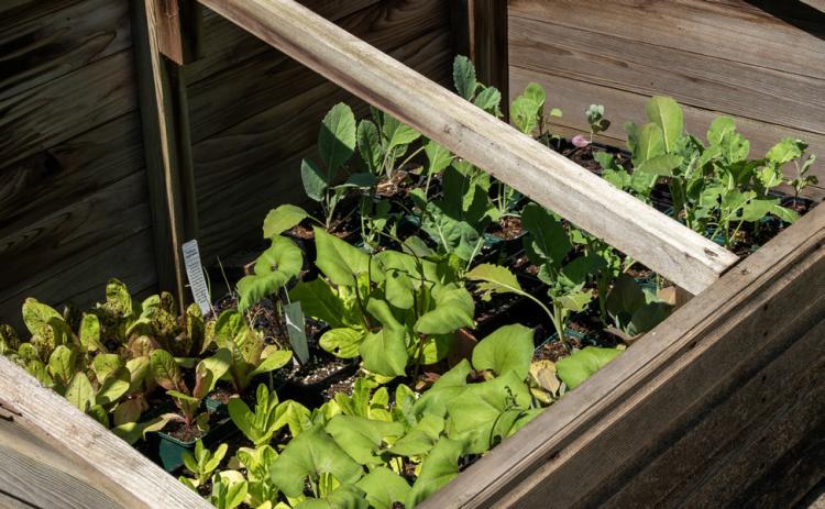 OLD FRAMES are used in the spring to get an early start for sowing seedlings and hardening off transplants and in the autumn for protecting crops from winter frosts. | iSTOCK PHOTO