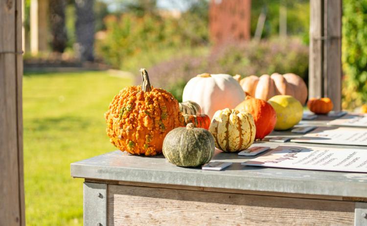 It’s science: Why a pumpkin is actually a fruit