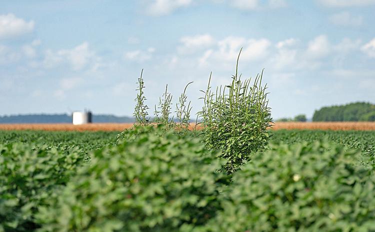 WEEDS LOVE WET WEATHER An abundance of moisture in some areas of Texas has left producers fighting weeds that have outgrown the crop canopy. | LAURA MCKENZIE/ TEXAS A&amp;M AGRILIFE