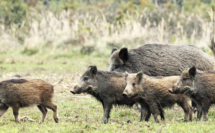 Why feral pig management is essential for new landowners