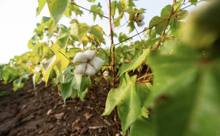 Much of the cotton crop acrossTexas was struggling under drought conditions. (Laura McKenzie/Texas A&amp;M AgriLife)
