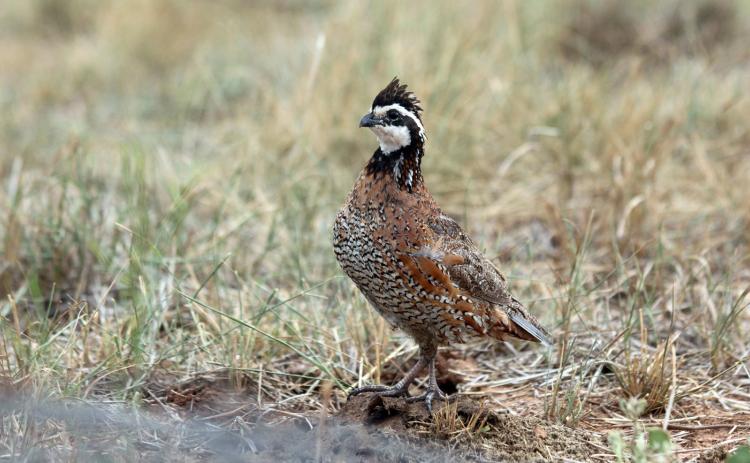 THEWATCHWORD of the Rolling Plains Quail Research Ranch is“Preserving Texas’wild quail hunting heritage for this, and future, generations.”