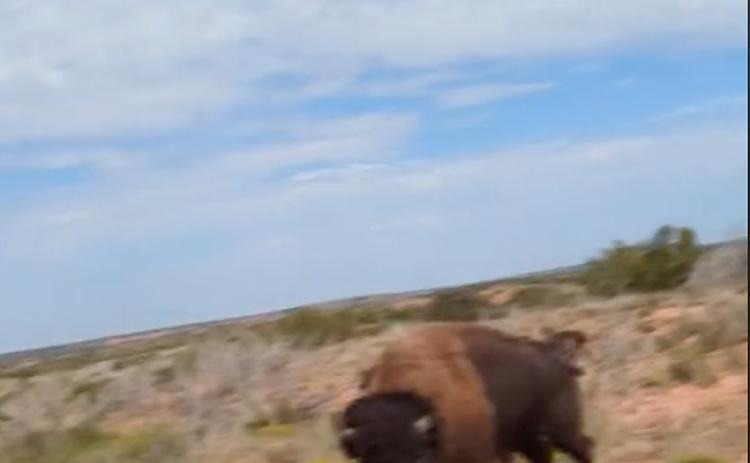 CLOSE ENCOUNTER A woman hiking in Caprock Canyons Oct. 4 came too close for comfort to a bison herd.